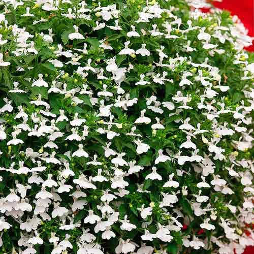 

Лобелия ампельная Белый каскад 0,1 г