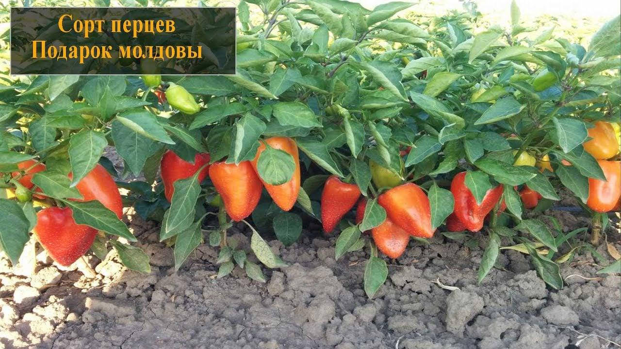 

Перец Подарок Молдавии 0.3 г