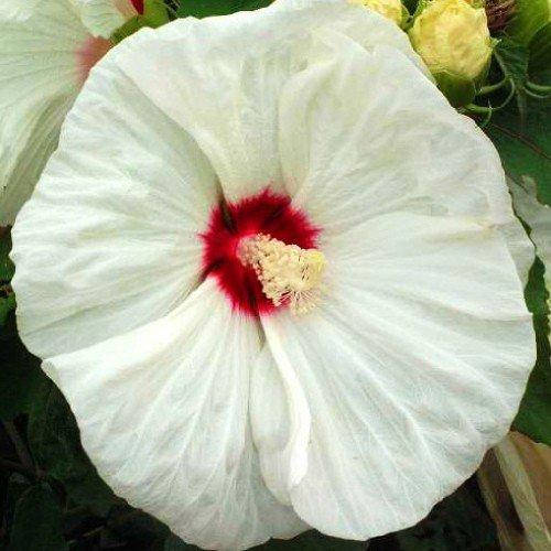 

Гибискус садовый Old Yella (саженцы)