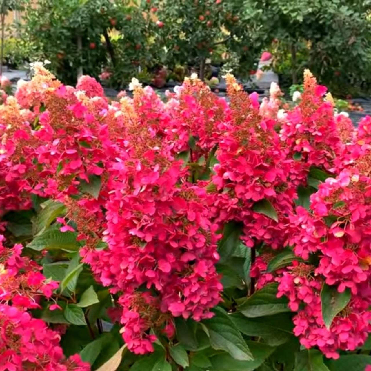 

Гортензия метельчатая Беби Лейс "Baby Lase"