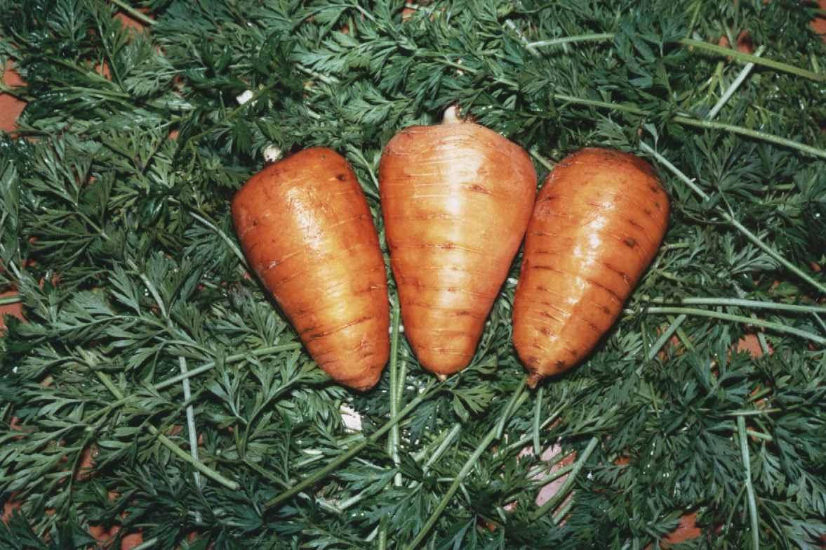 

Морква сорт Оленка, 1 г