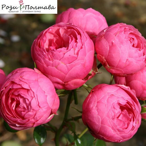 

Помпонелла (Pomponella)