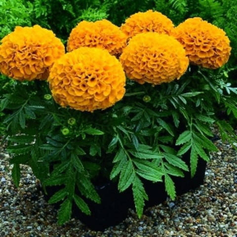 

Семена Бархатцы Антигуа 10 шт Syngenta Голландия Orange