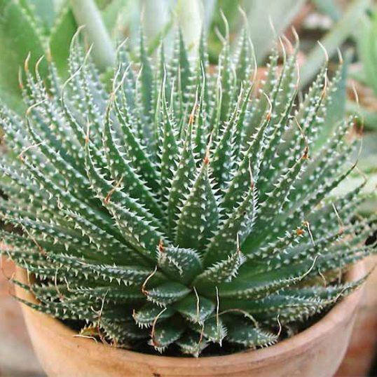 

Алое остистое, Aloe aristata, Зелёный