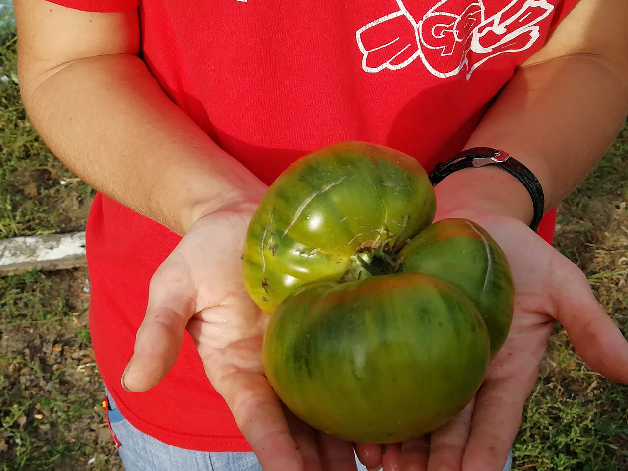 

Семена томата Зеленые огни фонарей