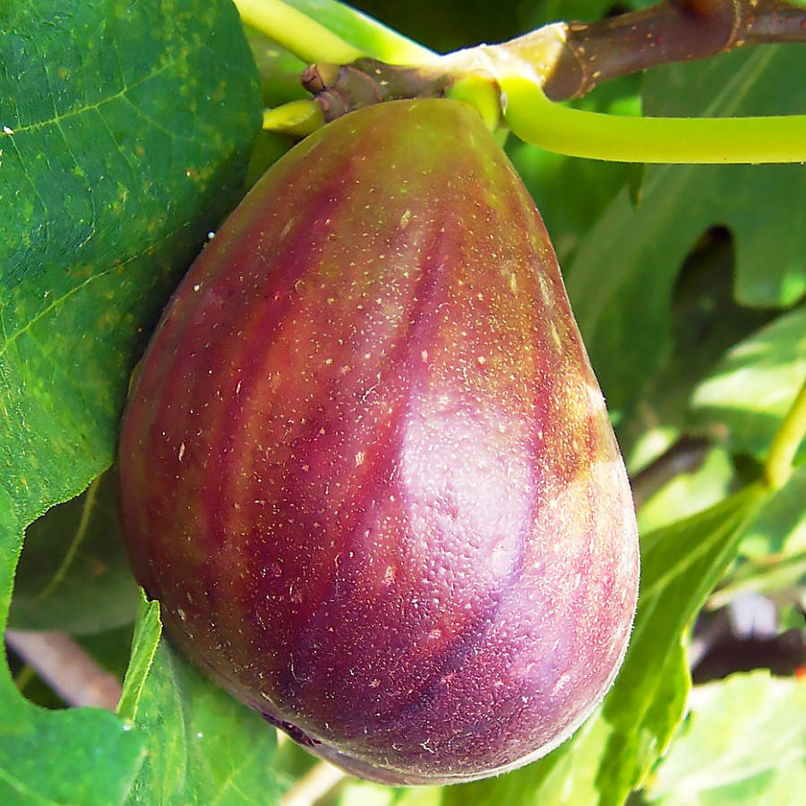 

Саженцы инжира Неаполитанский (Neapolitan) - поздний, сладкий, урожайный