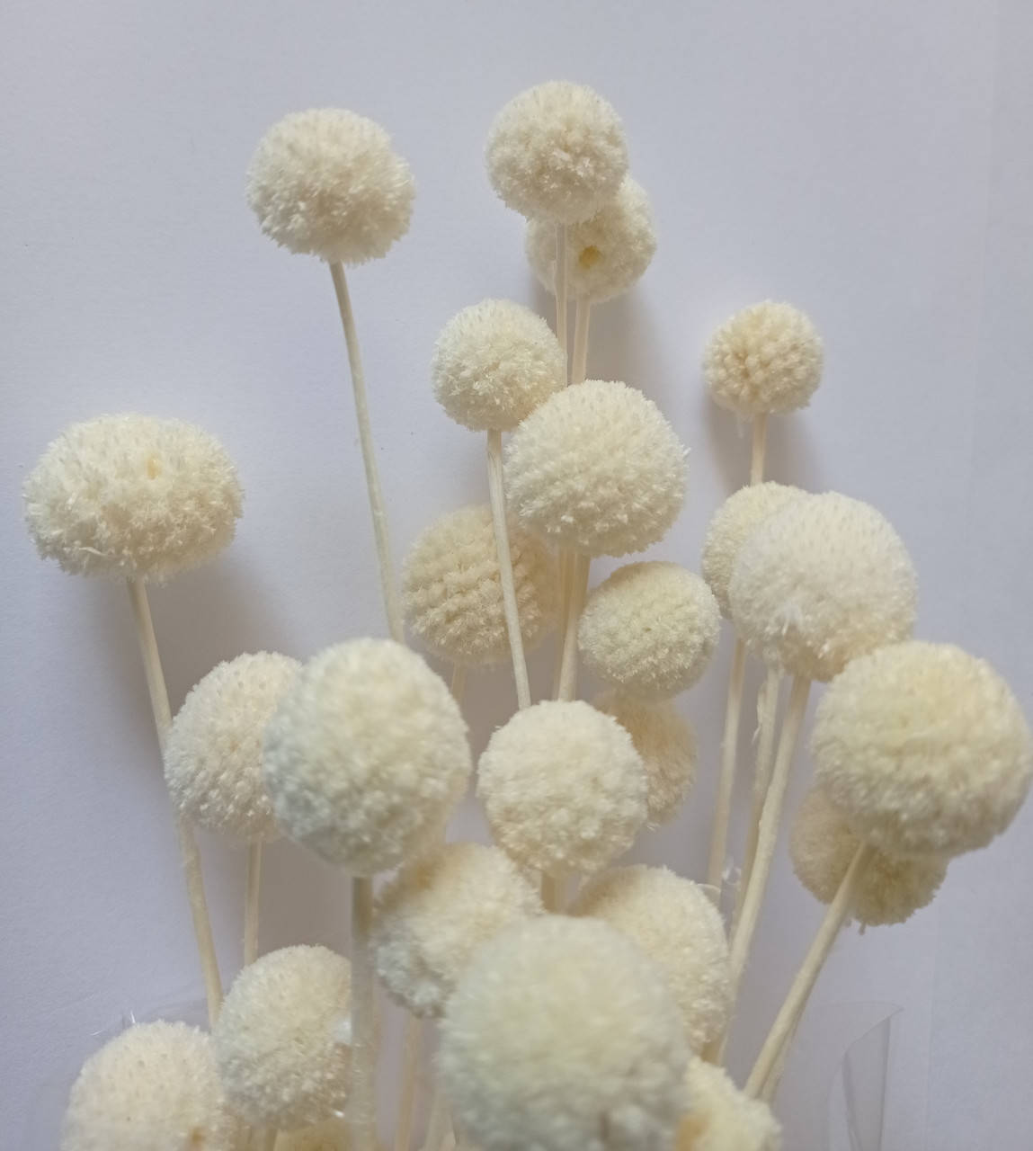 

Краспедия стабилизированная