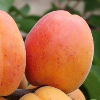 

Абрикос Петропавловский