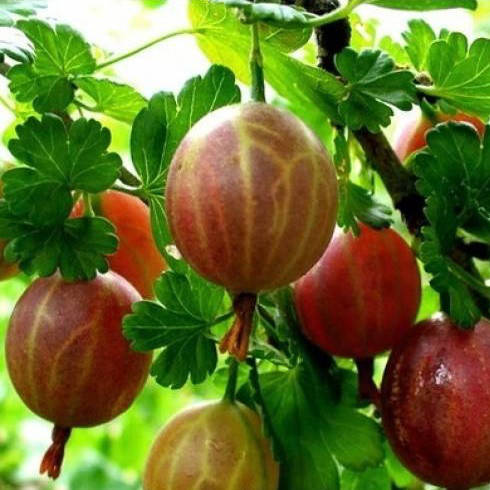 

Саженцы Крыжовника Гранд - ранний, крупноплодный, сладкий, зимостойкий