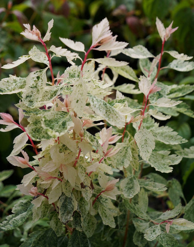 

Спирея Вагнута Пинк Айс \ Spiraea vanhouttei Pink Ice ( саженцы 3 года )