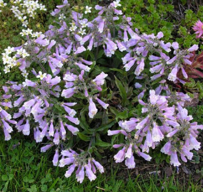 

Пенстемон жестковолосистый "Pygmaeus"