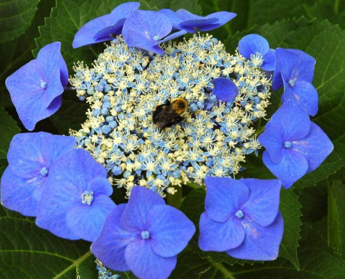 

Гортензия Блаумайзе (Blaumeise)