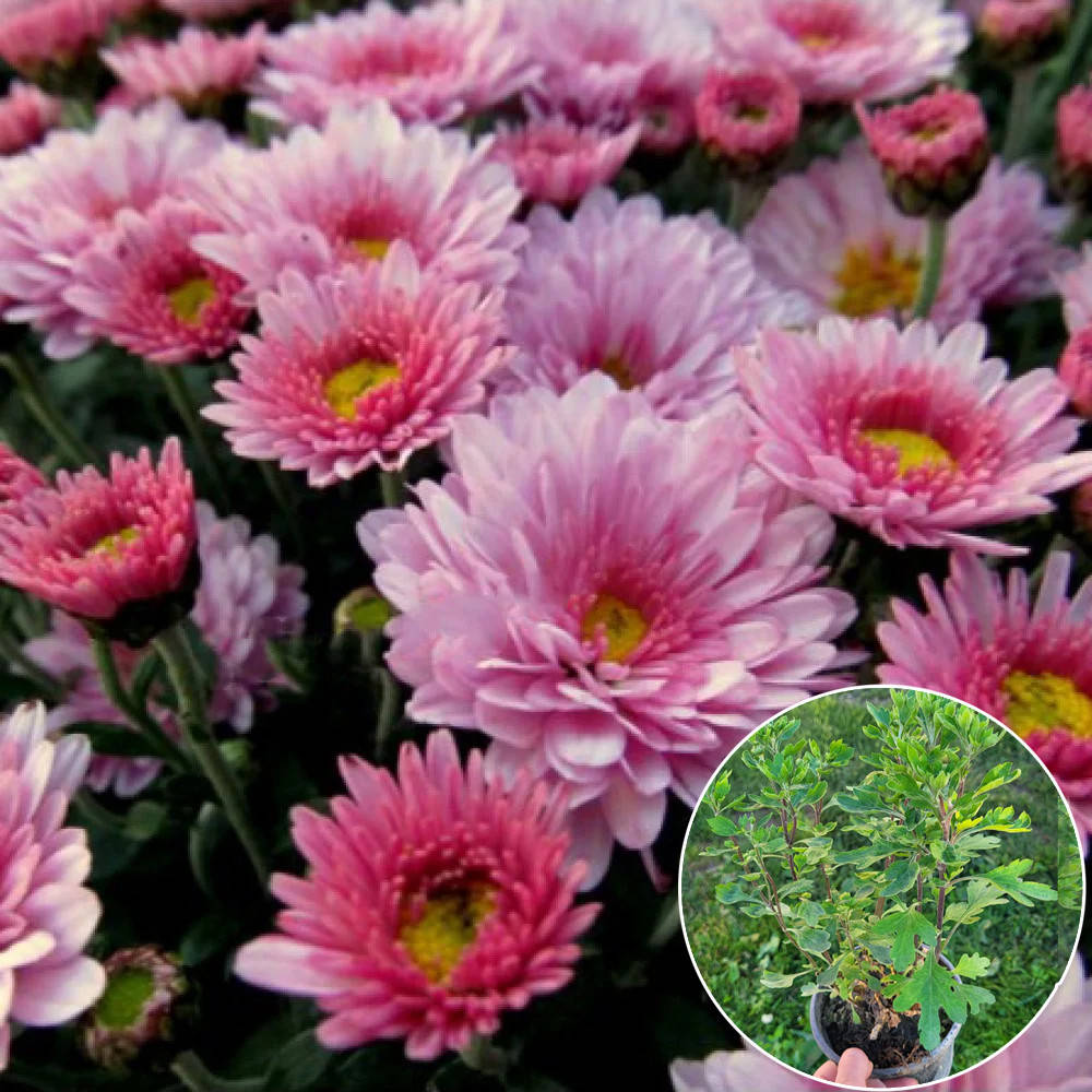 

Хризантема Staviski Pink 3л