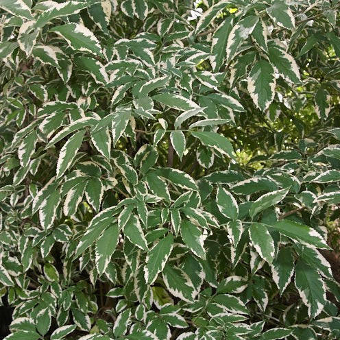 

Бузина вариегатная Мадонна, Sambucus nigra Variegata