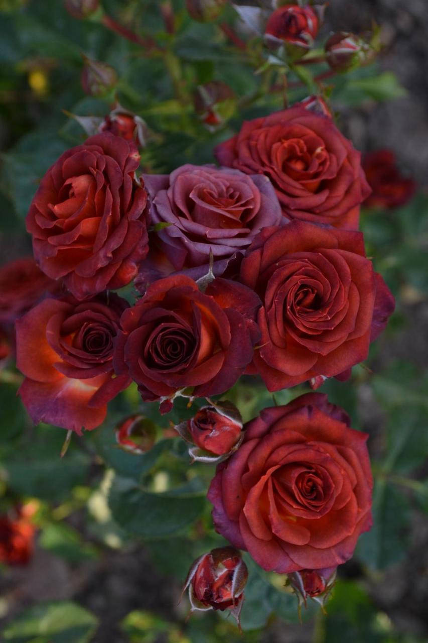 

Роза спрей кофейный Брауни Шугар