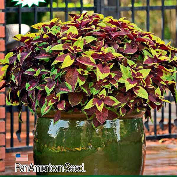 

Семена Колеус Premium Sun Pineapple Surprise 5 шт PanAmerican, Разные цвета