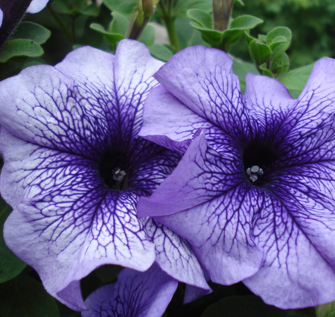 

Петуния низкорослая в горшку 8см - Deddi (дедди) Blue (синяя)