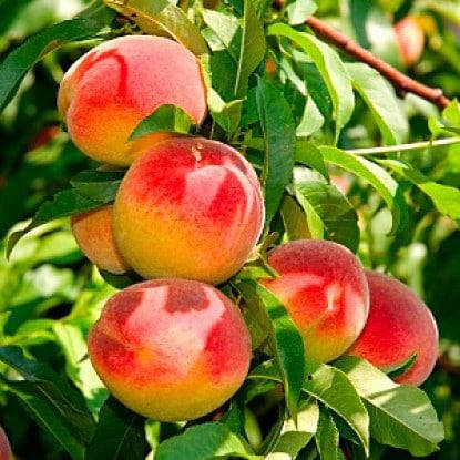 

Саженцы колоновидного персика "Медовый"