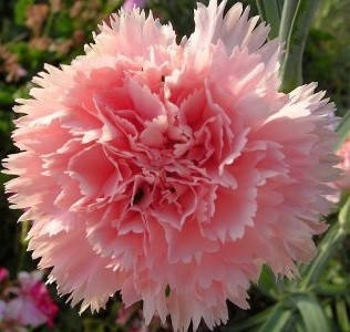 

Гвоздика Коралло Россо (Corallo Rosso)