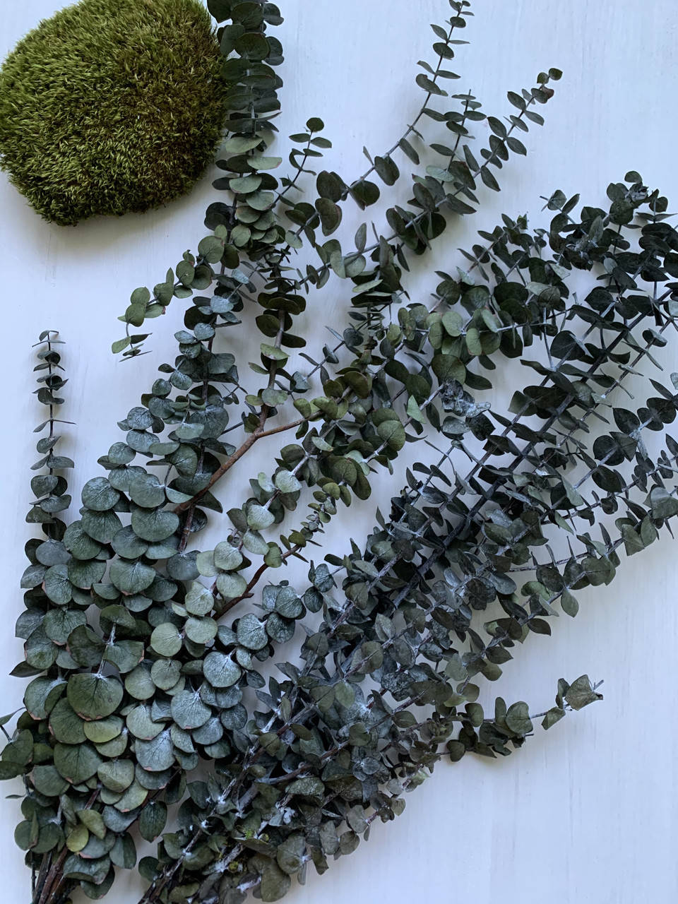 

Эвкалипт стабилизированный коричнево-зелёный Baby Blue