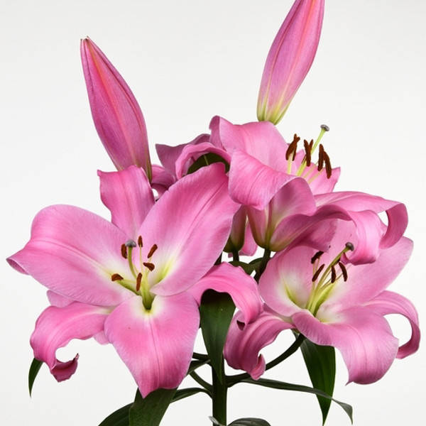 

Лилия Tabledance