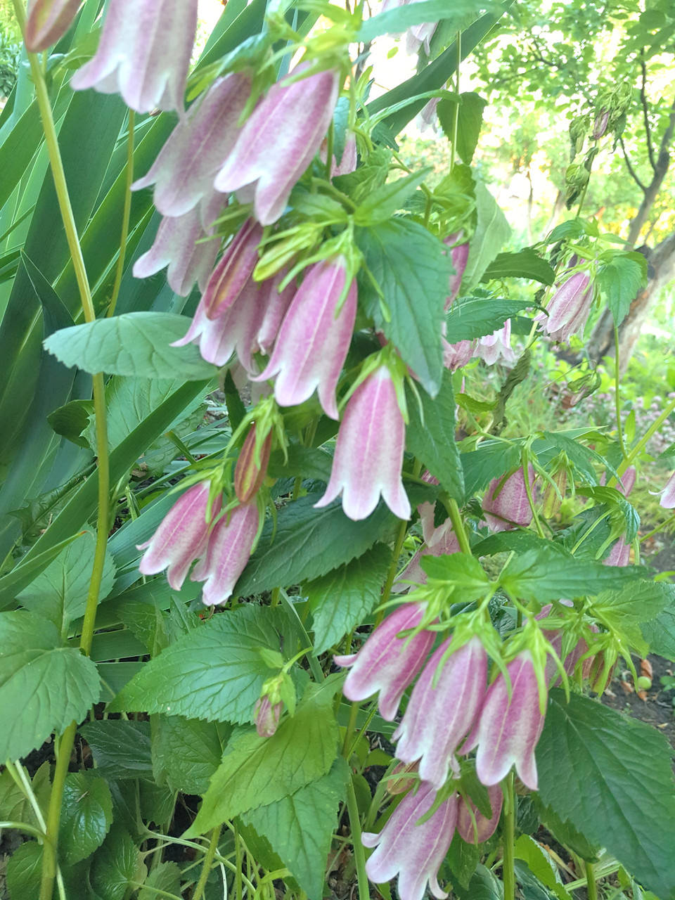 

Колокольчик точечный (Campanula punctata), саженец