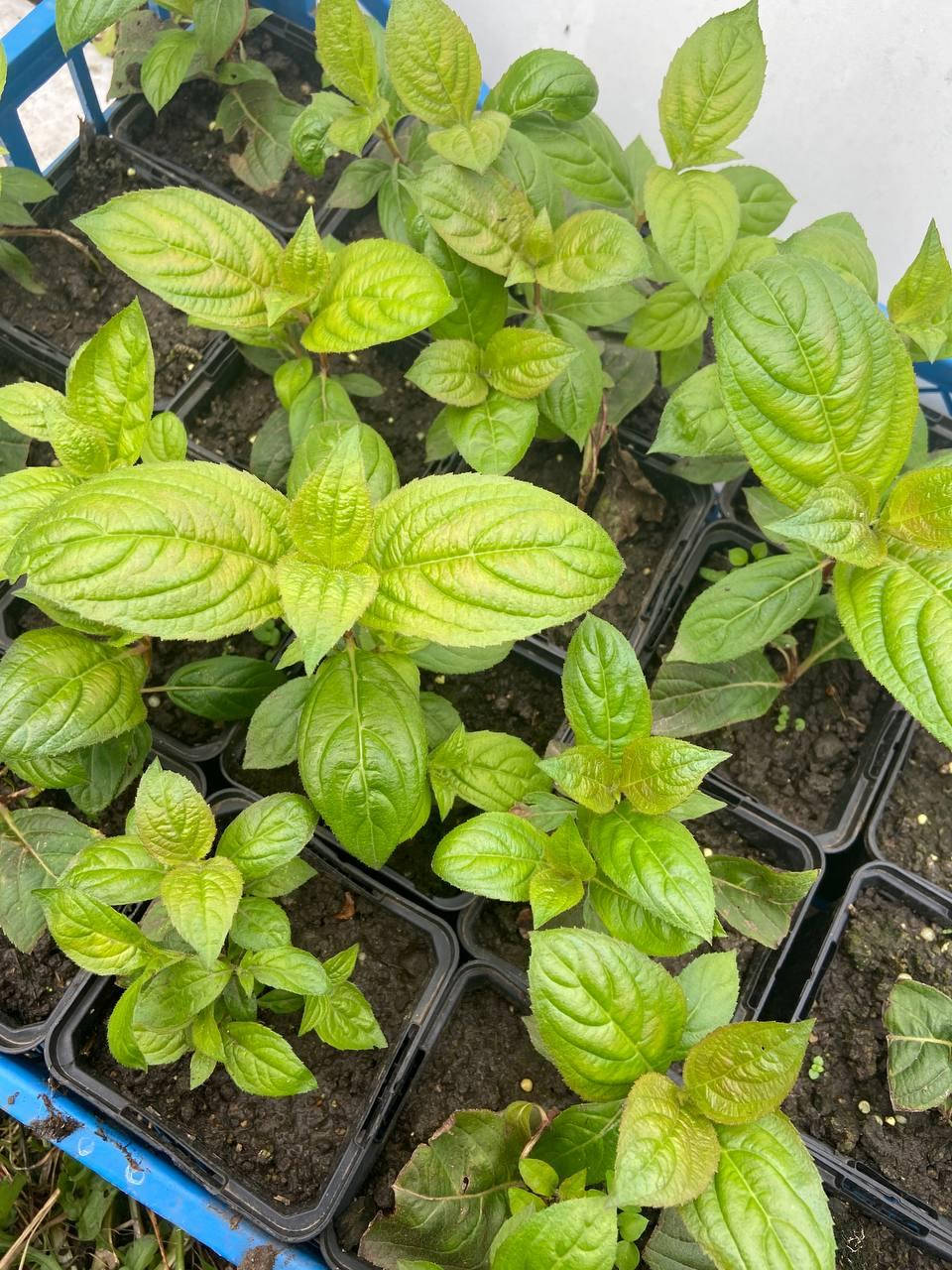 

Вейгела Вингс оф Файер (Weigela Wings of Fire) 10-12 см