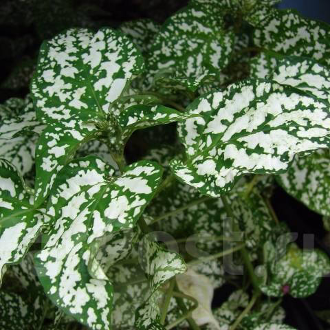 

Гипоестес белый, Hypoestes