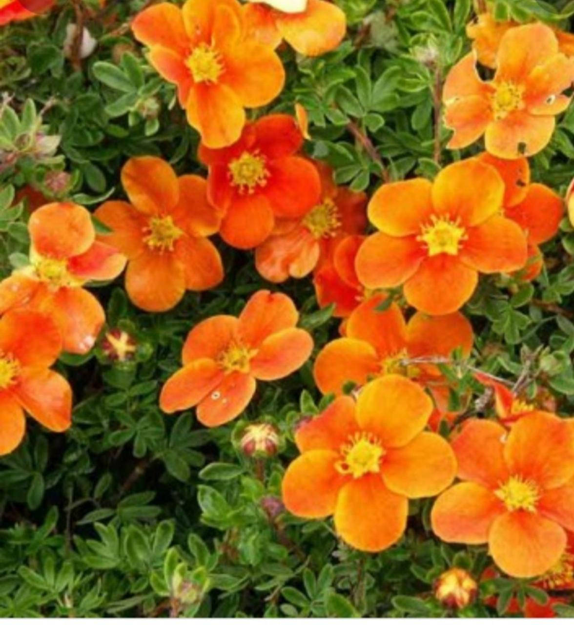 

Перстач (Лапчатка) чагарниковий Хоплейс Оранж/POTENTILLA fruticosa Hopleys orange С3 /Н 20-30