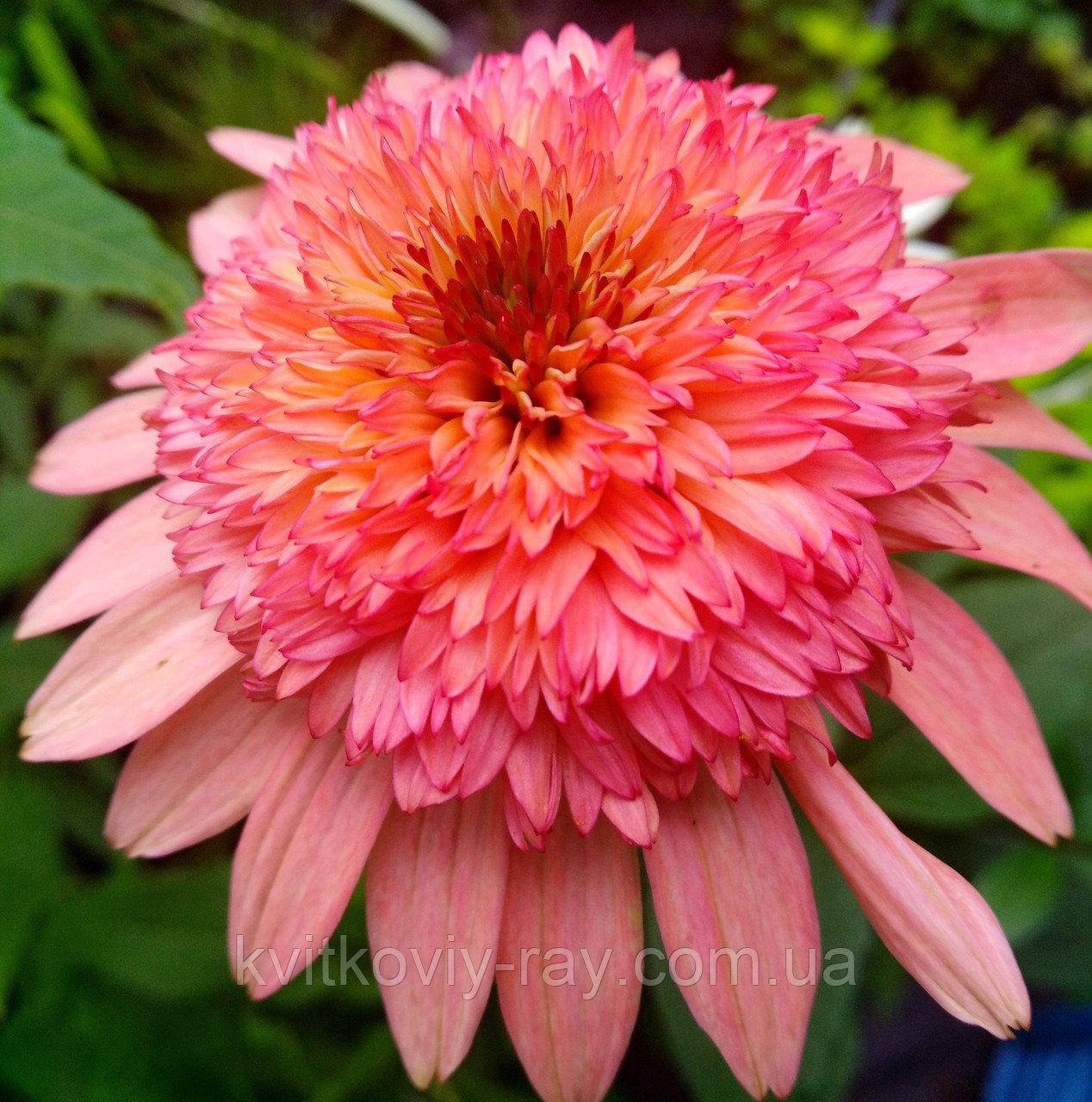 

Эхинацея Распберри Трафл (Raspberry Truffle)