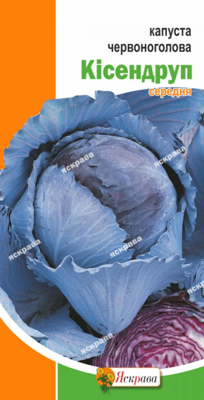 

Капуста краснокачанная Кисендруп 0,5 г, семена Яскрава