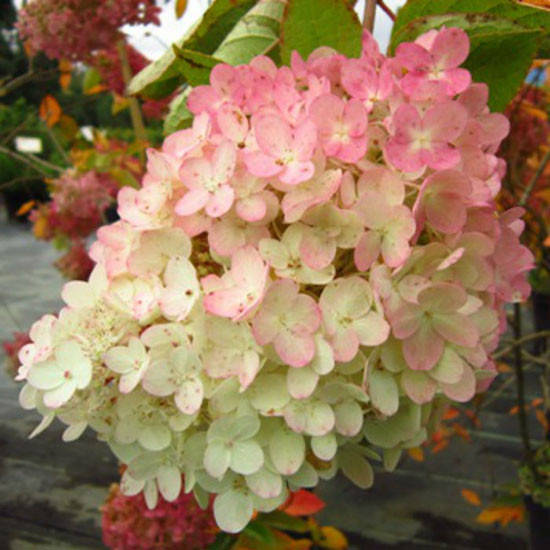 

Гортензия метельчатая Грандифлора / С3 / Hydrangea Grandiflora