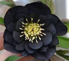 

Морозник Дабл Блэк (Double Black)