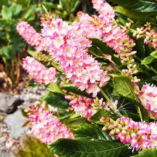 

Клетра ольхолистная Пинк Спаер / Clethra Pink Spire / С12