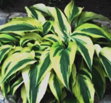 

Хоста Лейксайд дрегонфлай