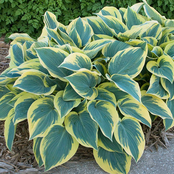 

Хоста First Frost корневище