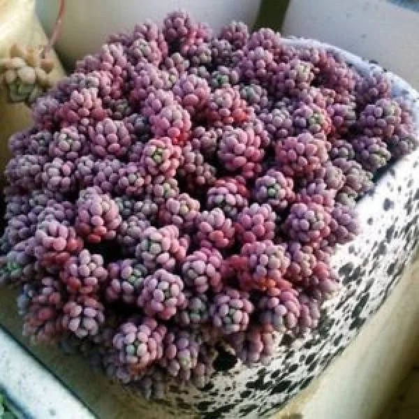 

Очиток #9/Седум Опелайн/ Sedum dasyphyllum 'Opaline/горщик р9