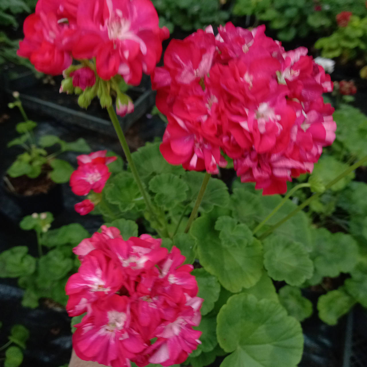 

ЮГ- Аксинья (204)