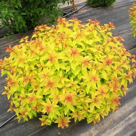 

Спирея японская Голден Принцесс / Spiraea Golden Princess / С1,5