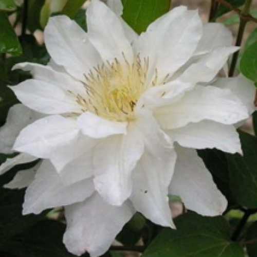 

Клематис Sylvia Denny (Сильвия Денни)