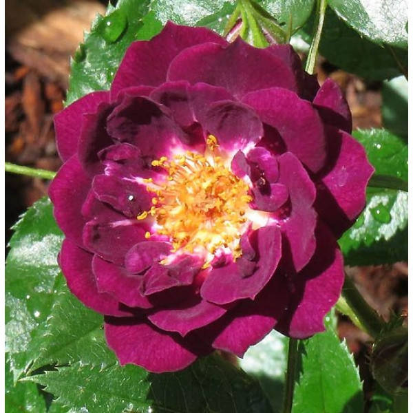 

Роза Diamond Eyes (Диамант Айс)