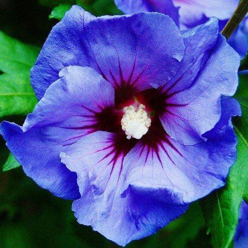 

Гибискус сирийский Oiseau Bleu (саженцы)