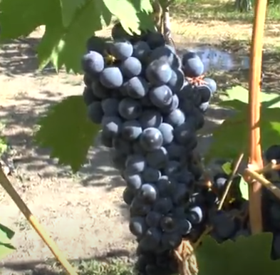 

Виноград Рубин (Болгария)