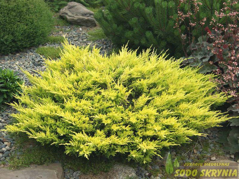 

Можжевельник Лайм Глоу Lime Glow