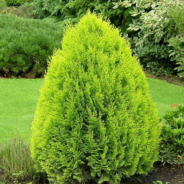 

Саженцы Туи восточной Ауреа Нана (Thuja orientalis Aurea Nana) Р9