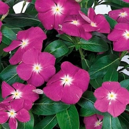 

Семена Катарантус ( барвинок) Victory Purple 10 шт Sakata