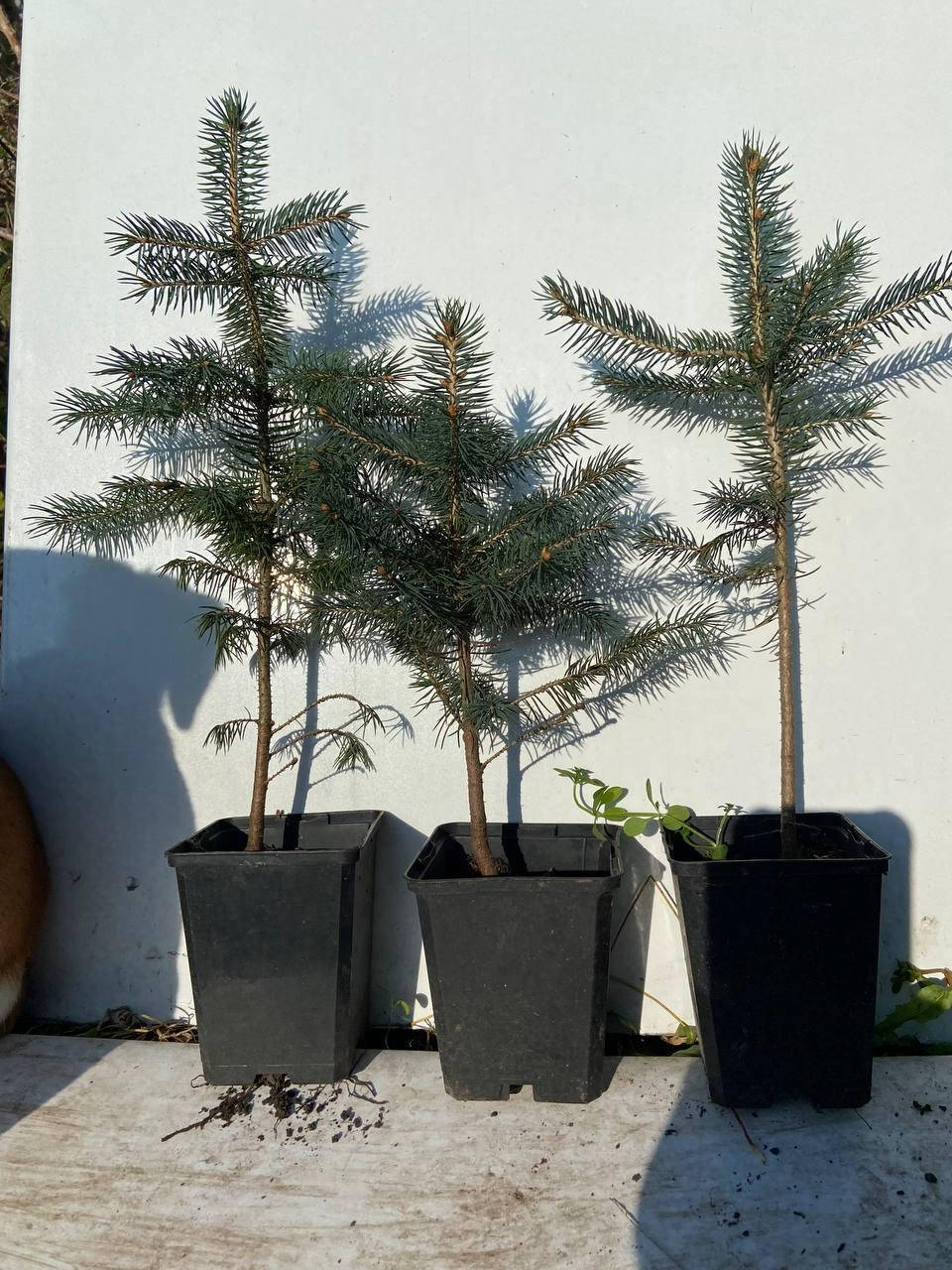 

Ель голубая колючая Кейбаб Аризона (Picea pungens Glauca Arizona Kaibab) 27 -35 см