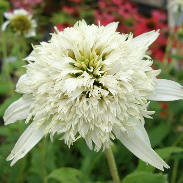 

Эхинацея пурпурная 'White Double Delight'®, контейнер 2л