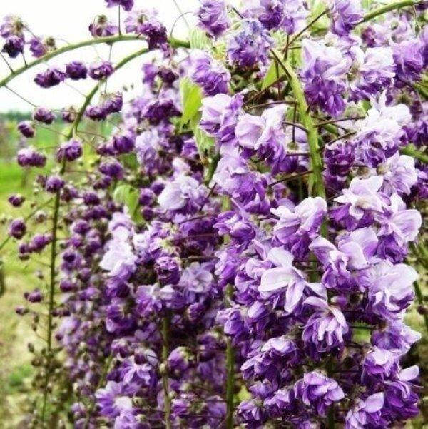 

ГЛИЦИНИЯ VIOLACEA PLENA (ЗКС).