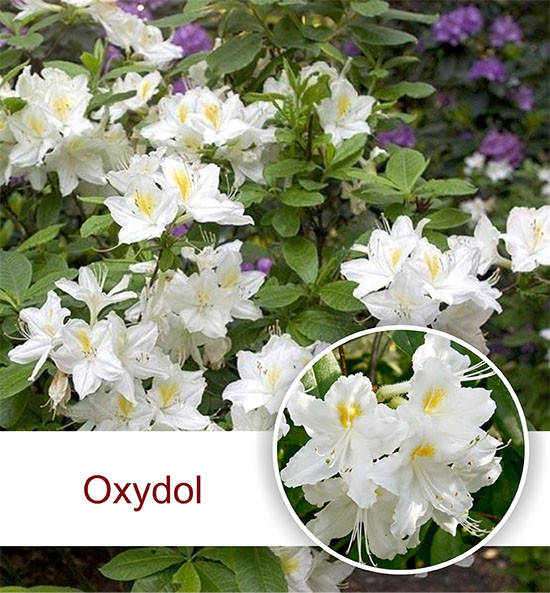 

Рододендрон листопадный Оксидол / С5 / Rhododendron Oxydol